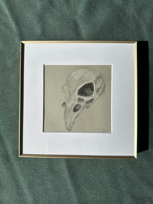 Crow skull sketch